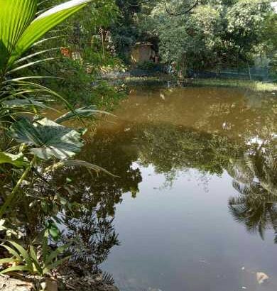 12kattha big pond sell only RS 18 lac