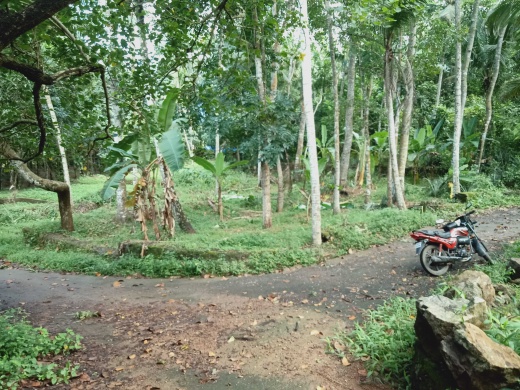 mangattukadavu – thaivila road