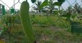 Farm land available for sale in GST road Uthiramerrur