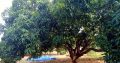 Farm land with mango Groves and Guest for sale