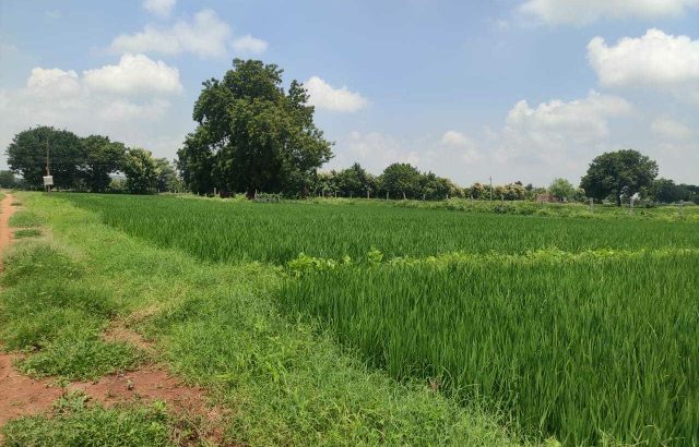 28 acress agricultural land for sell in gangavathi