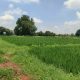 28 acress agricultural land for sell in gangavathi