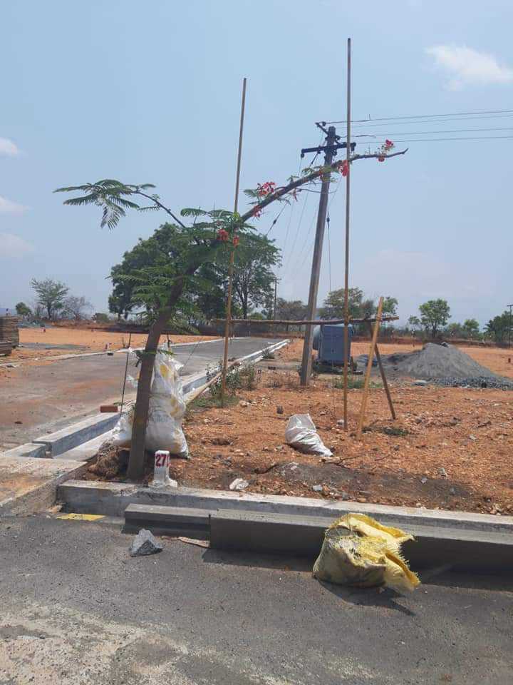 plot and lands