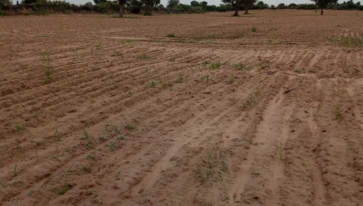 agriculture land sell on road 15 bigha