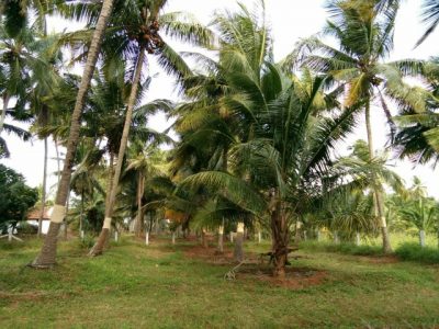 coconut farm