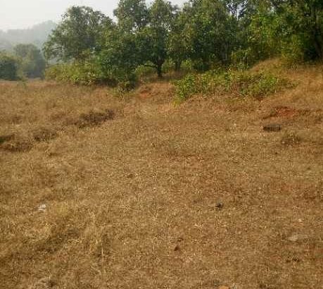 Agricultural land for sale in MURUD janjira with mangoes tree and electricity ideal land
