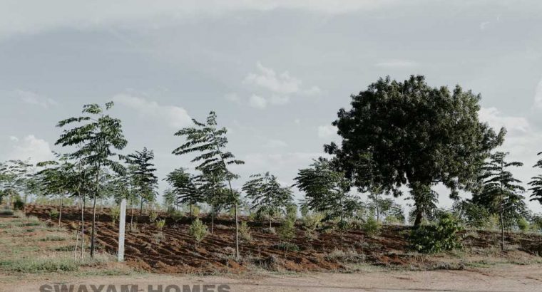 Farmland at affordable prices… Plantation already started… Little investment and good returns