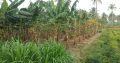 Farm Land Sale In Coimbatore